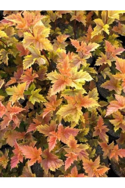 Пухироплідник Меджик Болл висота